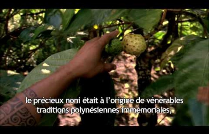 Tahitian Noni Origins and Destiny: EU French